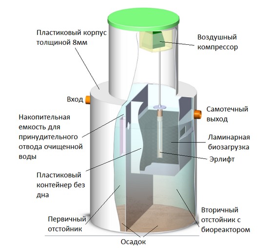 Поперечное сечение биозоны